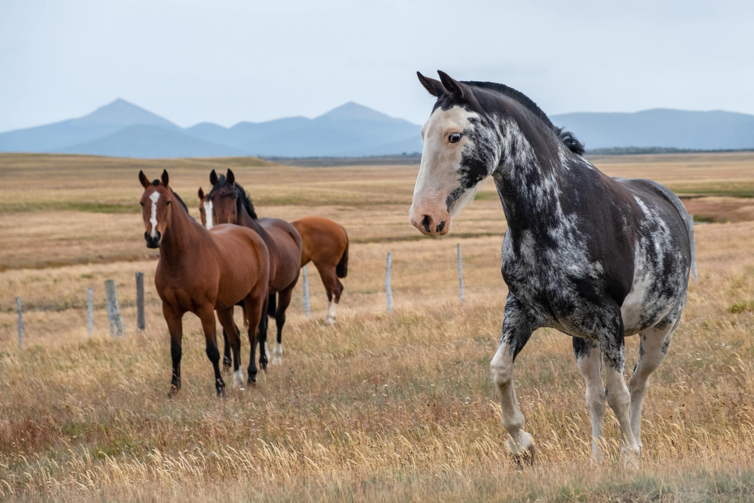 Beautiful horses on a farm in southern Patagonia. Argentina.